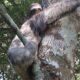 Bicho-Preguiça resgatada no Mirante Roncador