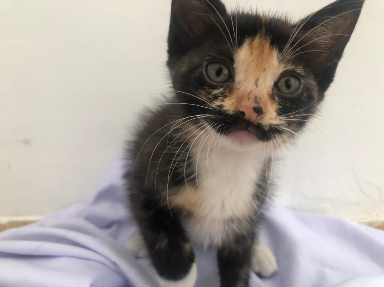 Imagem da gata resgatada