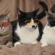 Imagens de três gatos com óculos coloridos