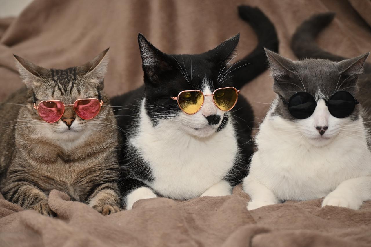 Imagens de três gatos com óculos coloridos