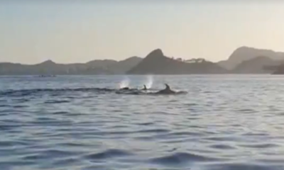 golfinhos baía de guanabara