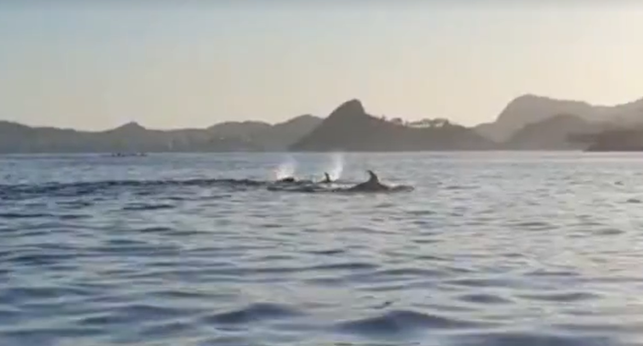 golfinhos baía de guanabara