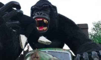 gorila do Beto Carrero World