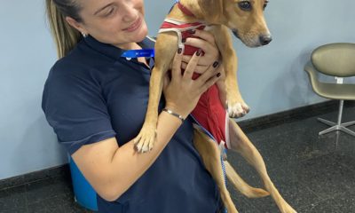 cadela resgatada metrô rio