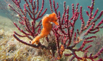 AquaRio Cavalo Marinho
