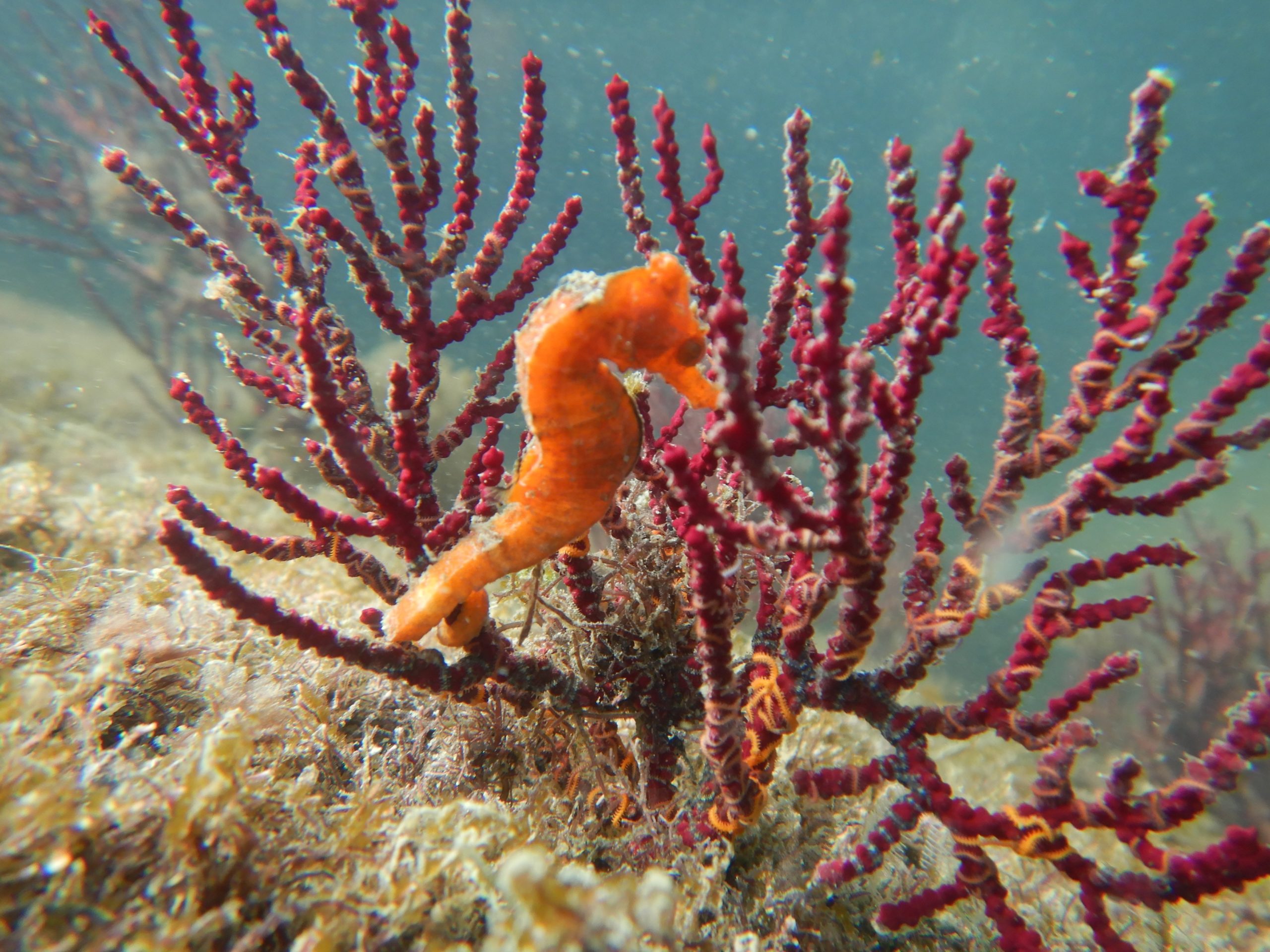 AquaRio Cavalo Marinho