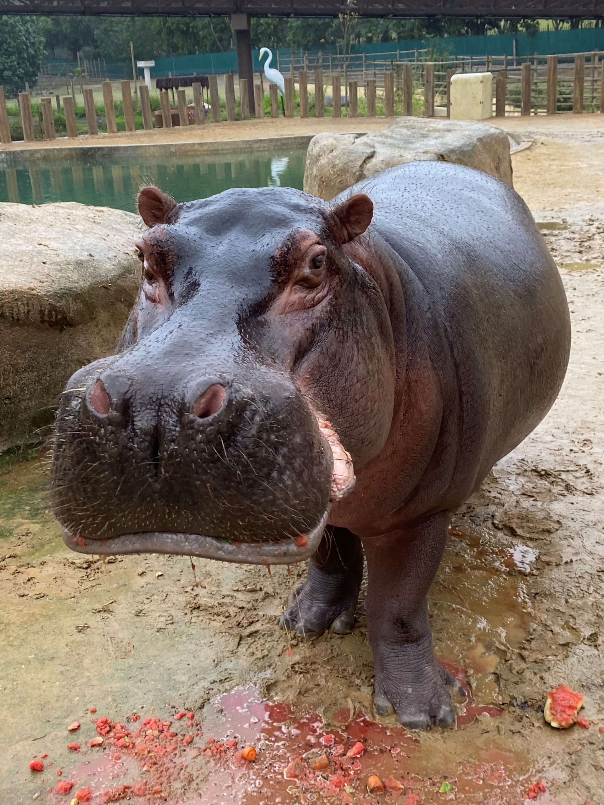 Fêmea de hipopótamo Bocão