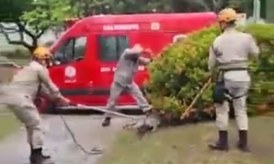 Jacaré resgatado na Barra da Tijuca