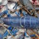 Lagosta azul rara pescada na Escócia se destaca das demais por causa da cor