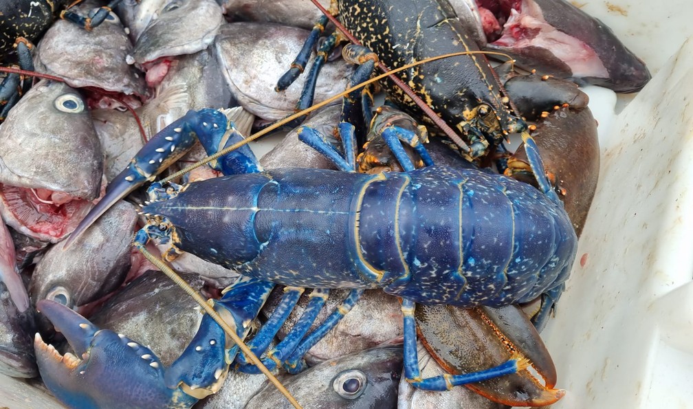 Lagosta azul rara pescada na Escócia se destaca das demais por causa da cor