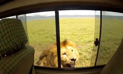 Leão quase ataca turista em safári na África