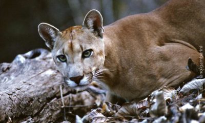 Onça-parda aparece no Rio