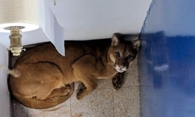 Onça parda encontrada em colégio