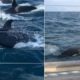 orcas cercam iate na Inglaterra