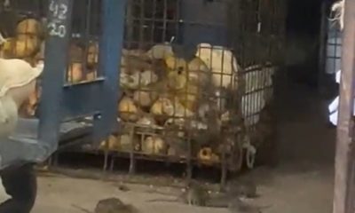 Ratos são flagrados em loja do Ceasa