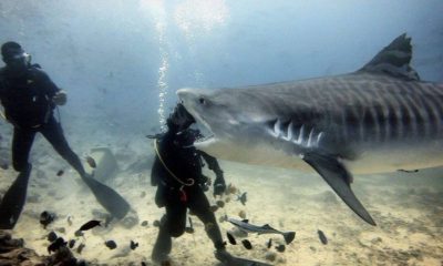 Tubarão 'mordendo' mergulhador'