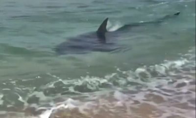 Tubarão é visto em praia de Saquarema