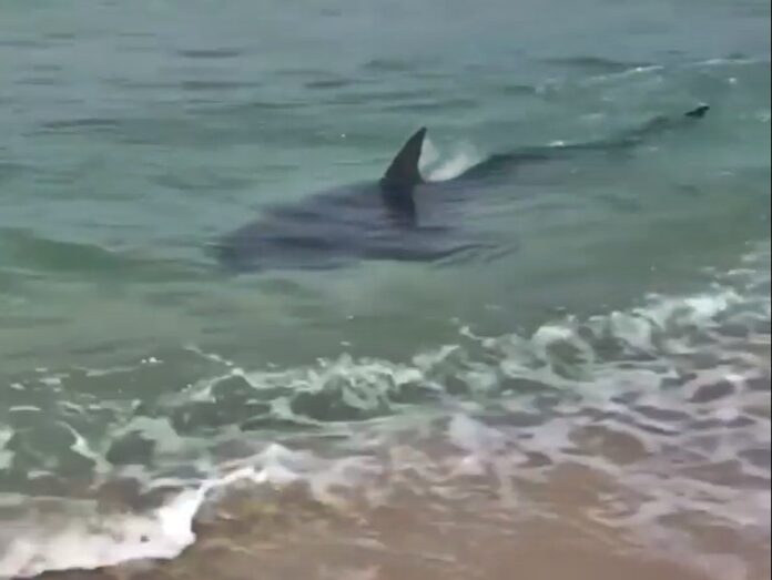 Tubarão é visto em praia de Saquarema