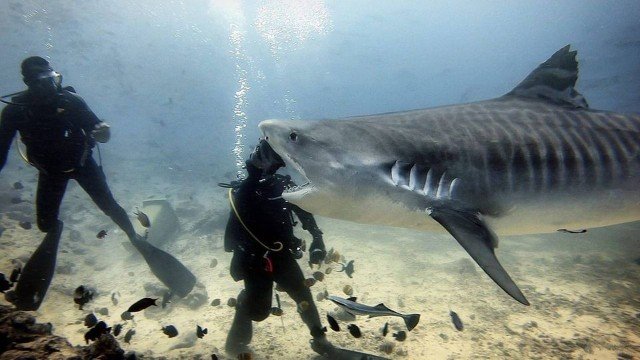 Tubarão 'mordendo' mergulhador'