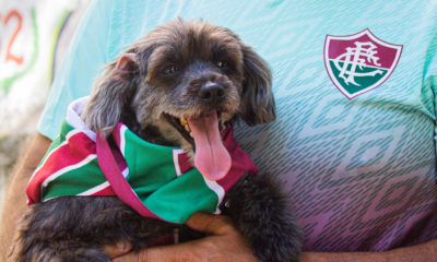 Cachorrinha com roupa do Fluminense