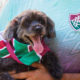 Cachorrinha com roupa do Fluminense