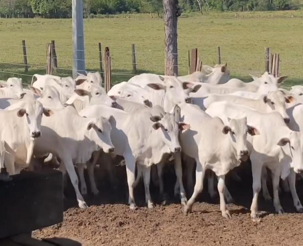Imagens das vacas