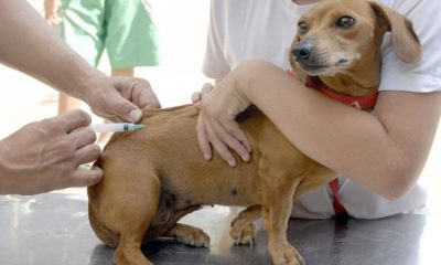 imagem de um cachorro sendo vacinado