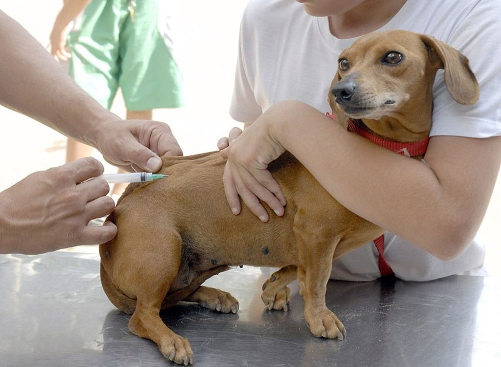 imagem de um cachorro sendo vacinado