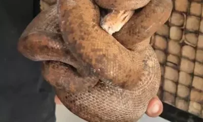 Jiboia capturada na Barra da Tijuca