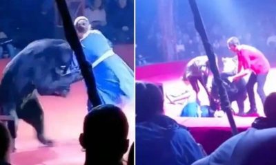 Urso ataca adestradora grávida em circo na Rússia